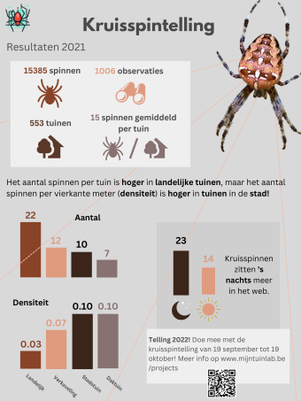infographic spinnen