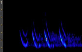 sonogram Kuhls dwergvleermuis