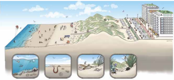 kustvisie_c_brenda_de_groot_in_opdracht_van_wwf-belgie_en_natuurpunt.png