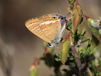 lampides_boeticus_2012_08_17_albarracin_1.jpg