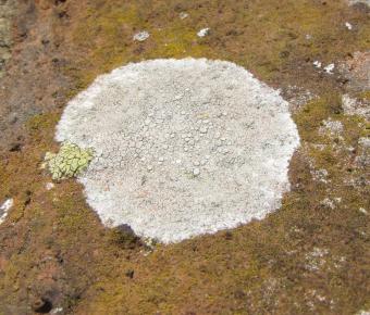lecanora_rupicola.jpg