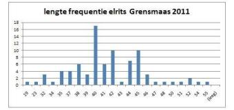 lengtefrequentie_elrits.jpg