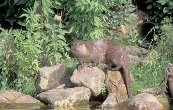 Otter