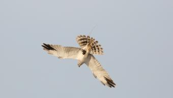 male_bringing_prey_-_c_theo_van_kooten.jpg