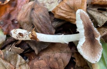 Gespikkelde champignonparasol