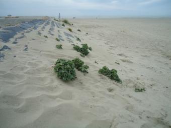 middenkust-oosteroever-historiek-9.jpg