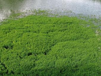 myriophyllum_aquaticum-08732.jpg