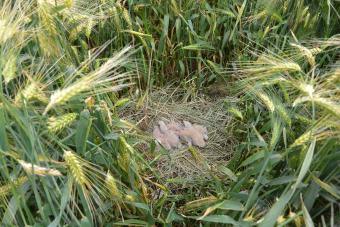 nest_w_5_chicks_in_barley_field_-r_rob_buiter.jpg