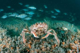 Biodiversiteit in de Noordzee
