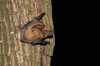 nyctalus20noctula20220rosse20vleermuis20saxifraga-jaap20schelvis.jpg