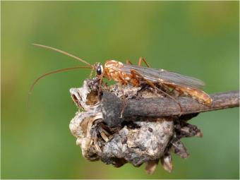 Ophion obscuratus met kenmerkende bleke vlek in pterostigma (foto: Marc Herremans)