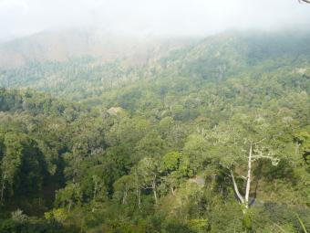 otus_jolandae_habitat_gunung_rinjani_august_2008_filip_verbelen.jpg