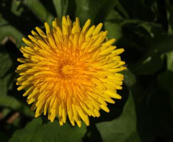 Paardenbloem - Leo Janssen Paardenbloem - Leo Janssen