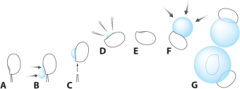 paddenstoelen1.png