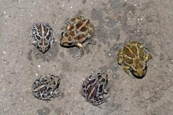 pelobates_fuscus_12.jpg