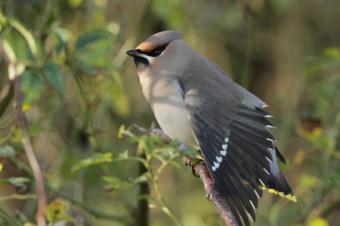 Pestvogel vrouwtje