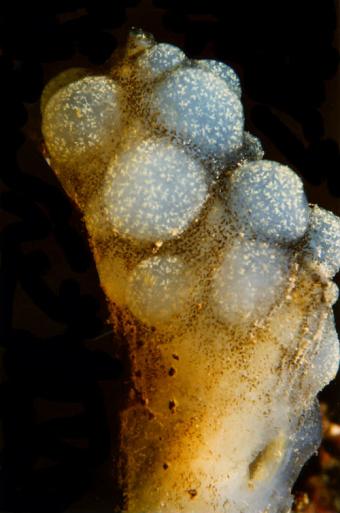 phallusia_mammillata_cuvier_18152.jpg