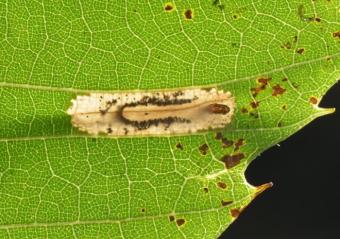 Phyllonorycter messaniella 