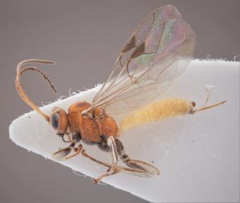 sluipwesp Piogaster pilosator