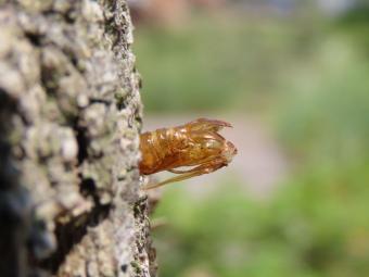 Pophuid Tamariskwespvlinder