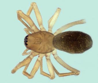 porrhomma_cambridgei_-_dorsaal_zicht1.jpg