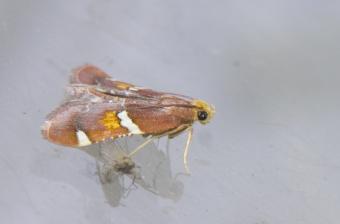 Pyralis regalis