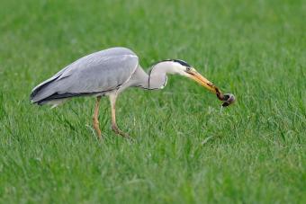 reiger_001.jpg