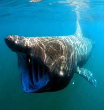 reuzenhaai_cetorhinus_maximus_by_greg_skomal.jpg