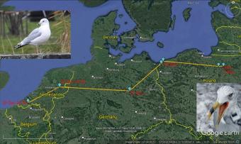 route ringsnavelmeeuw