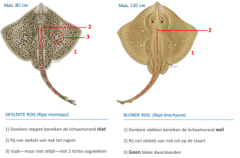 Twee roggen