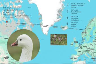 route Ross gans