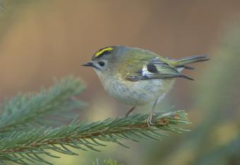 rs15849_goudhaantje-hpr.jpg