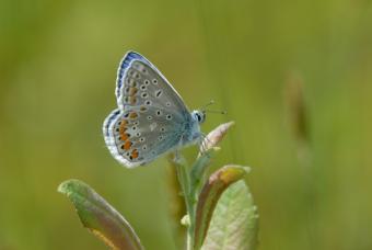 rs1853_1851_langdonken_icarusblauwtje.jpg