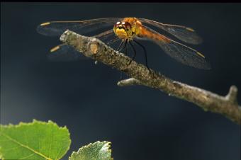 rs18708_kempense_heidelibel_sympetrum_depressiusculum_hugo_willocx-lpr.jpg