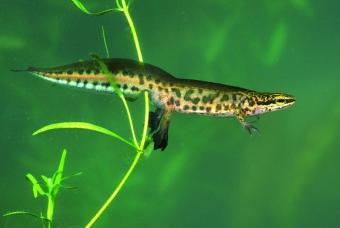 rs30611_vinpootsalamander_man_hugo_willocx-juiste_foto-hpr.jpg
