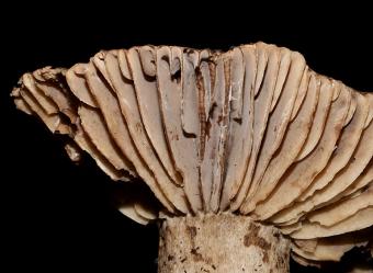 Grofplaatrussula