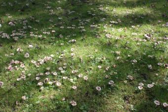 Russula's