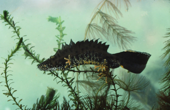 salamander.png
