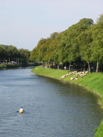 schapen_op_de_neermeerskaai_philip_gerards.jpg