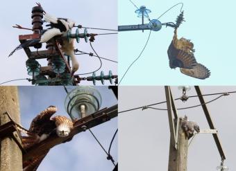 slachtoffers_hoogspanning.jpg
