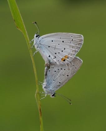 staartblauwtjes_mail_p1130853.jpg