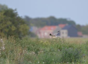 steppekiek_31082020_c_ben_koks.jpg