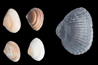 Strandschelpen &amp; kokkel