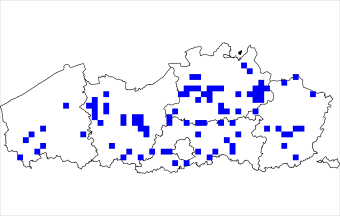 struikspin_vlaanderen1.png