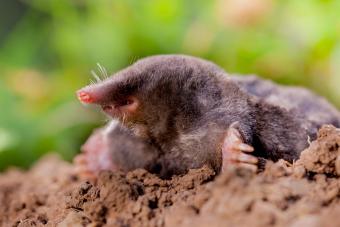 Mol Rudmer Zwerver Saxifraga