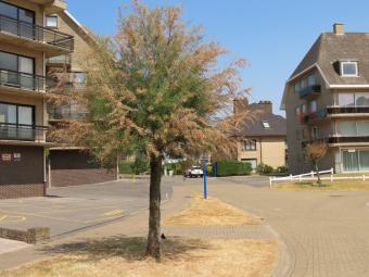 Tamarisk
