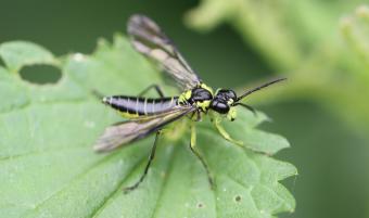 Tenthredo mesomela (Fons Verheyde)