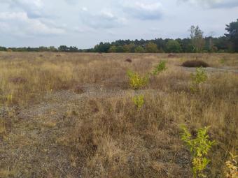 Droogte in de Teut