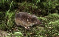thumbnail_bosspitsmuis_hugo_willocx_0.jpg