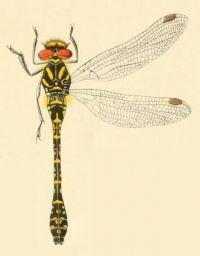 thumbnail_epiophlebia_superstes_selys_1889.jpg
